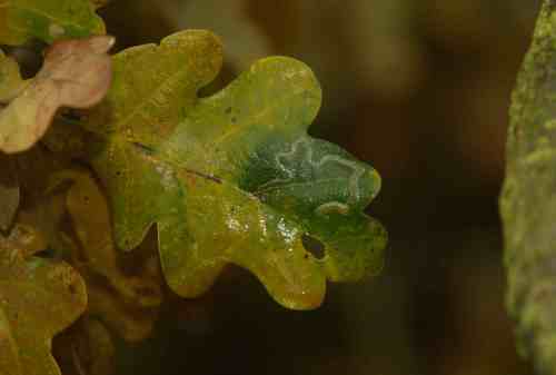 Stigmella basiguttella leaf-mine.  Copyright 2013 Ross Gardner